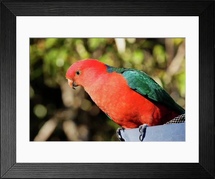Framed Print : Male Australian King-Parrot (Alisterus scapularis) in Lamington National Park