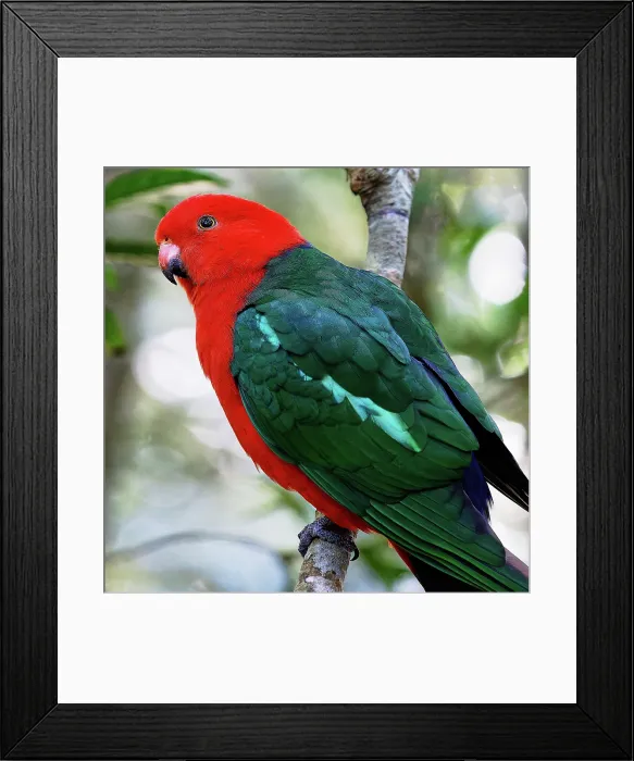 Framed Print : Male Australian King-Parrot (Alisterus scapularis) in Lamington National Park