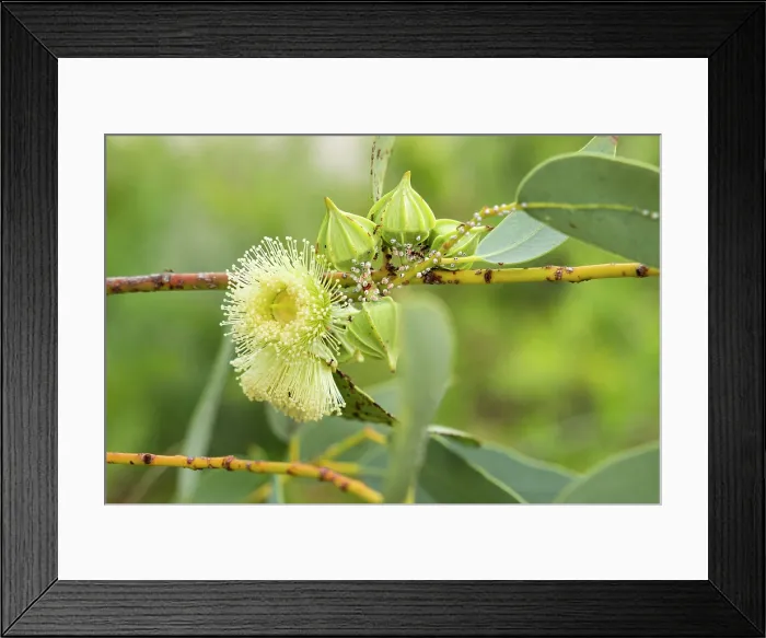 Framed Print : Eucalyptus kingsmillii