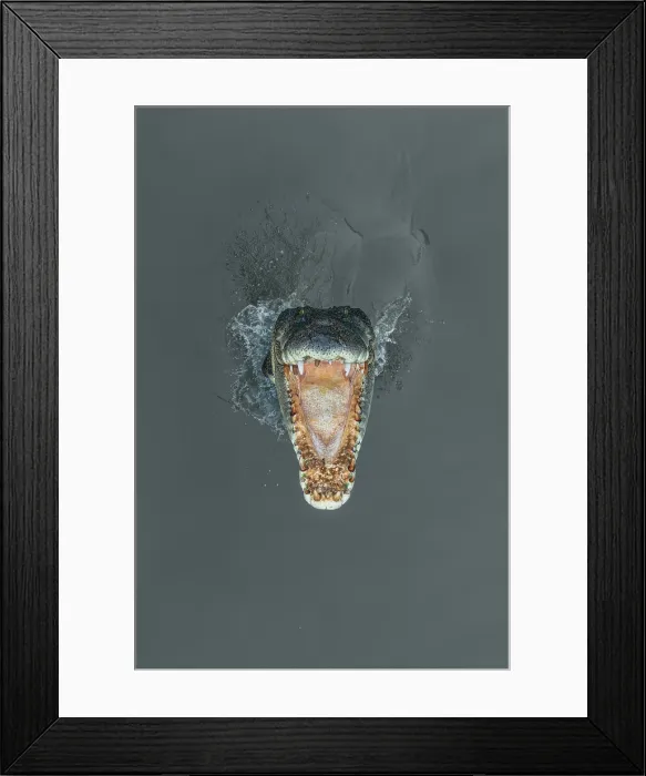 Framed Print : Jaws of a saltwater crocodile jumping from the Adelaide River seen from directly above