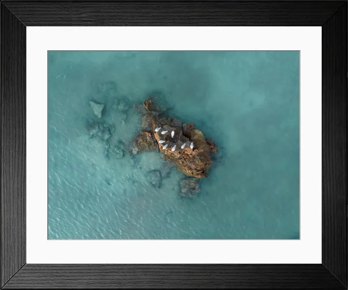 Framed Print : Flock of seagulls resting on a rocky island in Roebuck Bay shot from directly above Framed Print : Flock of seagulls resting on a rocky island in Roebuck Bay shot from directly above