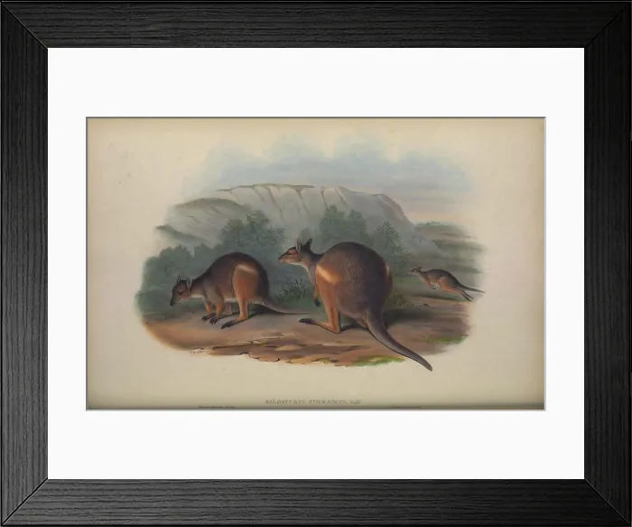 Framed Print : Halmaturus stigmaticus (Branded Wallaby) Framed Print : Halmaturus stigmaticus (Branded Wallaby)