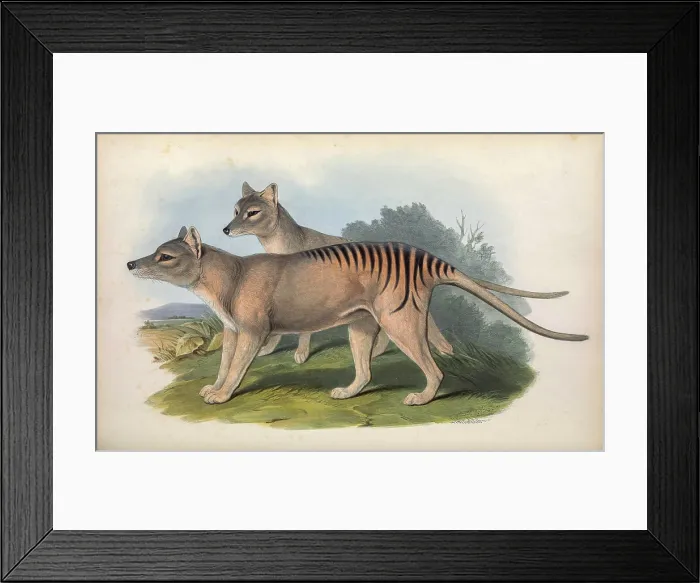 Framed Print : thylacine (Thylacinus cynocephalus)
