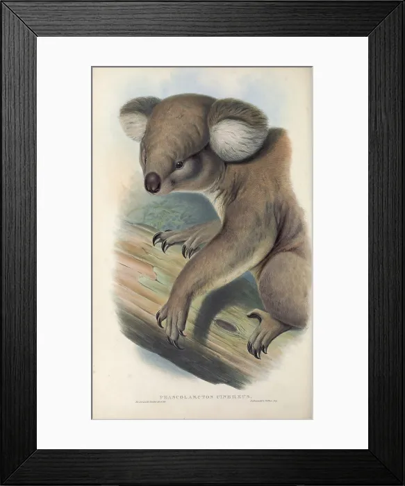 Framed Print : koala (Phascolarctos cinereus) Framed Print : koala (Phascolarctos cinereus)
