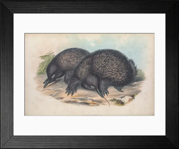 Framed Print : short-beaked echidna (Tachyglossus aculeatus here as Echidna hystrix)