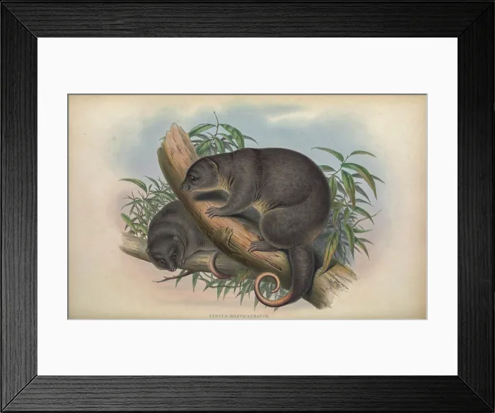Framed Print : The common spotted cuscus () Framed Print : The common spotted cuscus ()