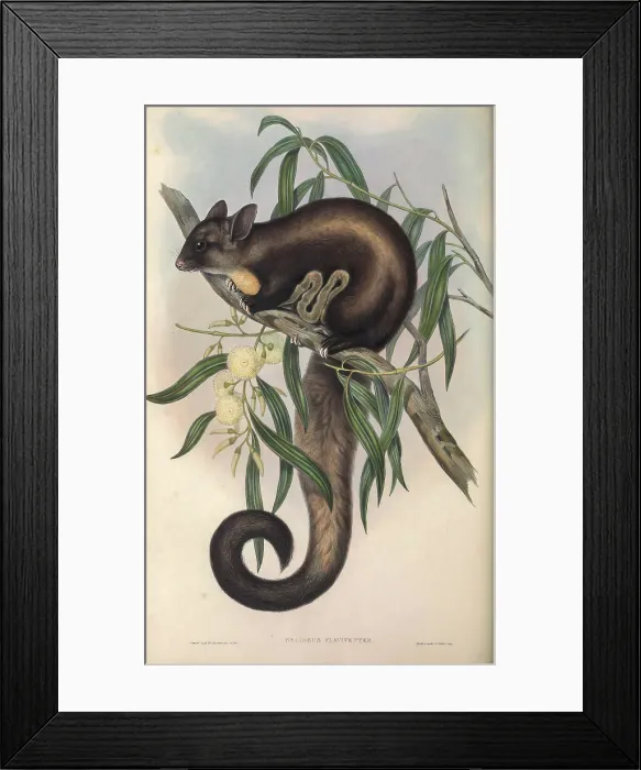 Framed Print : Yellow-bellied Glider (Belideus flaviventer) Framed Print : Yellow-bellied Glider (Belideus flaviventer)