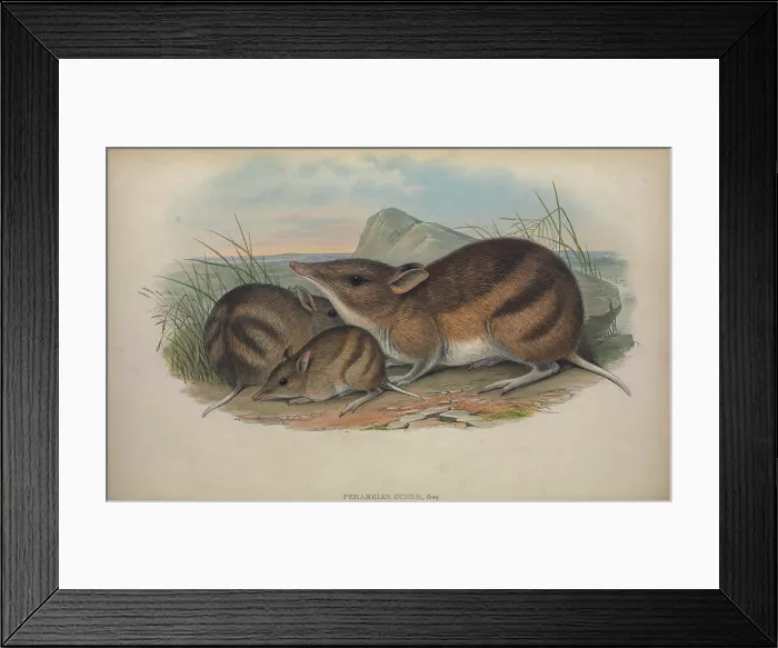Framed Print : eastern barred bandicoot (Perameles gunnii)