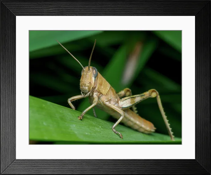 Framed Print : Brown grasshopper perched on green leaf in natural habitat Framed Print : Brown grasshopper perched on green leaf in natural habitat