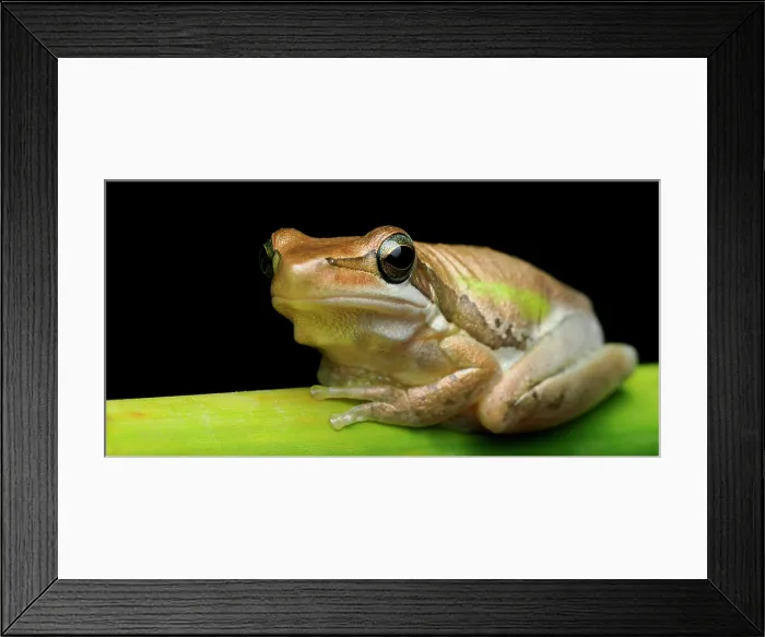 Framed Print : Western Australian slender tree frog resting on stem against black background