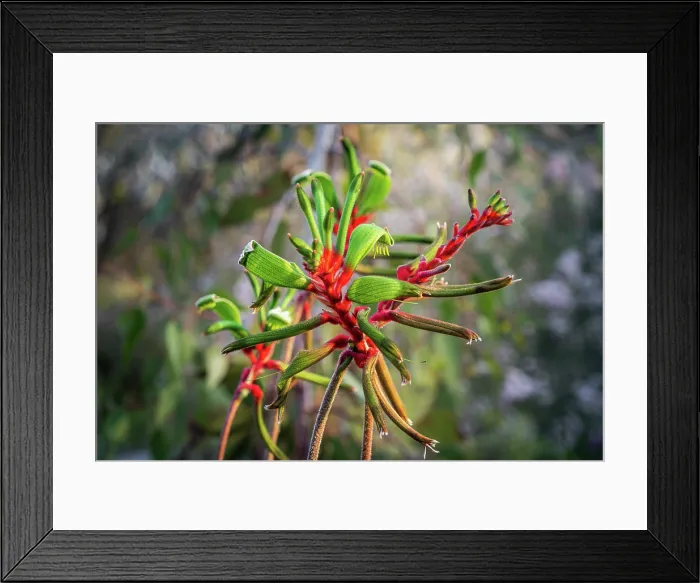 Framed Print : Red and green kangaroo paw