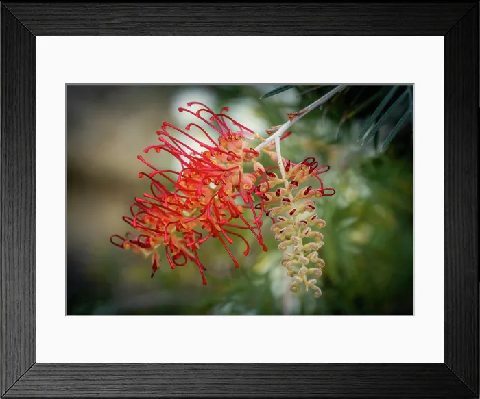Framed Print : Grevillea flower Framed Print : Grevillea flower