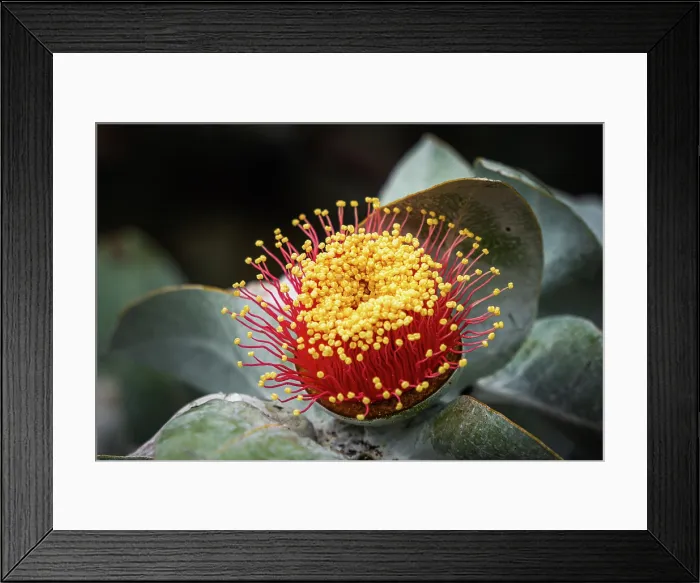 Framed Print : Australian Bush Rose Framed Print : Australian Bush Rose