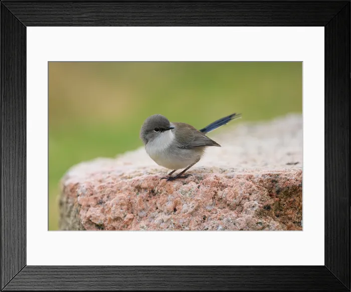Framed Print : Australian Superb Fairy Wren sitting on a endemic rock. Green bokeh muted background. Cute tiny bird Framed Print : Australian Superb Fairy Wren sitting on a endemic rock. Green bokeh muted background. Cute tiny bird