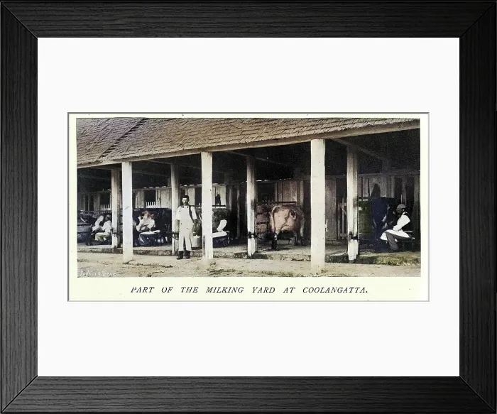 Framed Print : Dairy farming history, Cattle and milkers, Milking yard, Coolangatta, New South Wales, Australia, Victorian, 1890s, Vintage colourised photograph Framed Print : Dairy farming history, Cattle and milkers, Milking yard, Coolangatta, New South Wales, Australia, Victorian, 1890s, Vintage colourised photograph