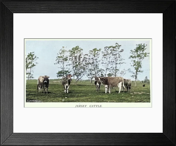 Framed Print : Herd of Jersey cattle, Coolangatta, New South Wales, Australia, Victorian, 1890s, Vintage colourised photograph Framed Print : Herd of Jersey cattle, Coolangatta, New South Wales, Australia, Victorian, 1890s, Vintage colourised photograph