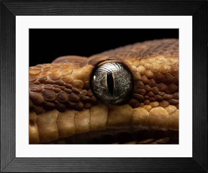 Framed Print : Close up of the eye of a snake Framed Print : Close up of the eye of a snake