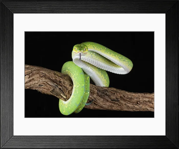 Framed Print : Green tree python Framed Print : Green tree python