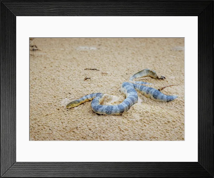 Framed Print : Sea snake. A close up of a sea snake on a Queensland beach