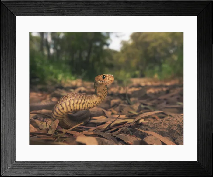 Framed Print : Wild eastern brown snake (Pseudonaja textilis) in Melbourne Framed Print : Wild eastern brown snake (Pseudonaja textilis) in Melbourne