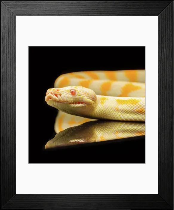 Framed Print : Close up of young python Framed Print : Close up of young python