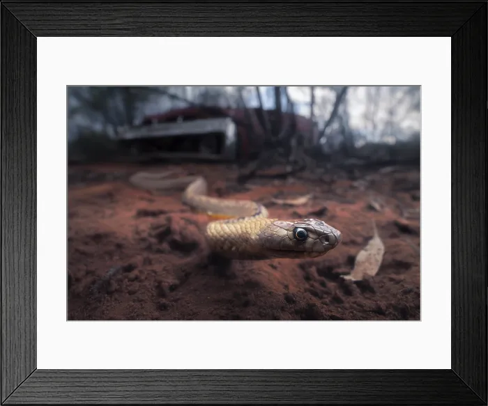 Framed Print : A wild strap snouted brown snake (Pseudonaja aspidorhyncha) emerges from under the wreck of a muscle car Framed Print : A wild strap snouted brown snake (Pseudonaja aspidorhyncha) emerges from under the wreck of a muscle car