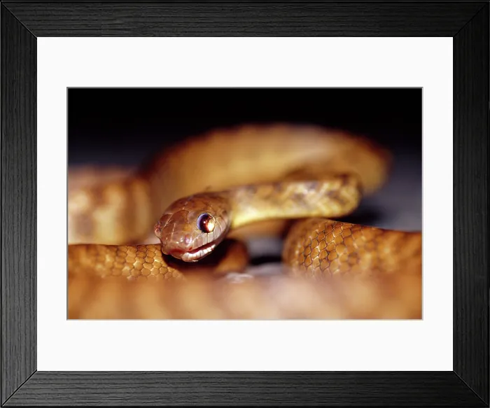 Framed Print : Big Mitchell Creek, Queensland, Australia