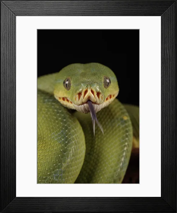 Framed Print : Australian Snake Framed Print : Australian Snake