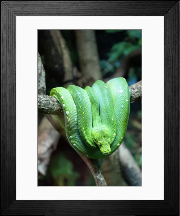 Framed Print : Australian green tree python snake close-up in a tree Framed Print : Australian green tree python snake close-up in a tree