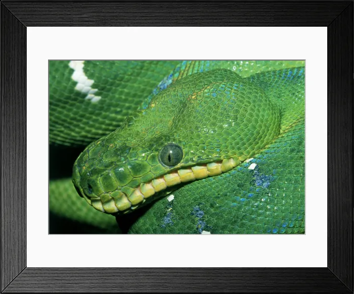 Framed Print : Green python Framed Print : Green python