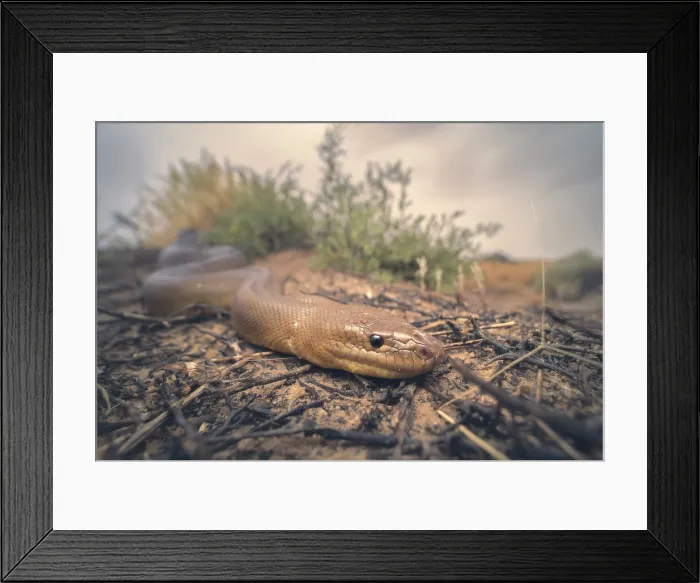 Framed Print : Wild woma python (Aspidites ramsayi) in saltbush scrub habitat with stormy background