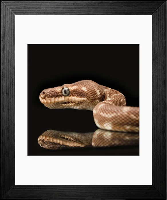 Framed Print : Close up of the head of a brown python Framed Print : Close up of the head of a brown python