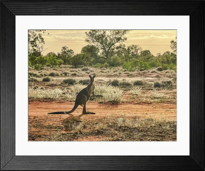 Framed Print : Kangaroo in outback landscape Australia Framed Print : Kangaroo in outback landscape Australia