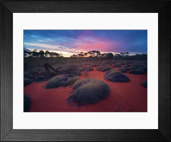 Framed Print : Spinifex and mallee habitat at sunset in Yathong Framed Print : Spinifex and mallee habitat at sunset in Yathong