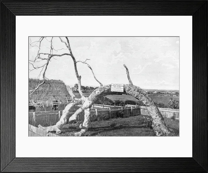 Framed Print : Proclamation Tree, South Australia Framed Print : Proclamation Tree, South Australia