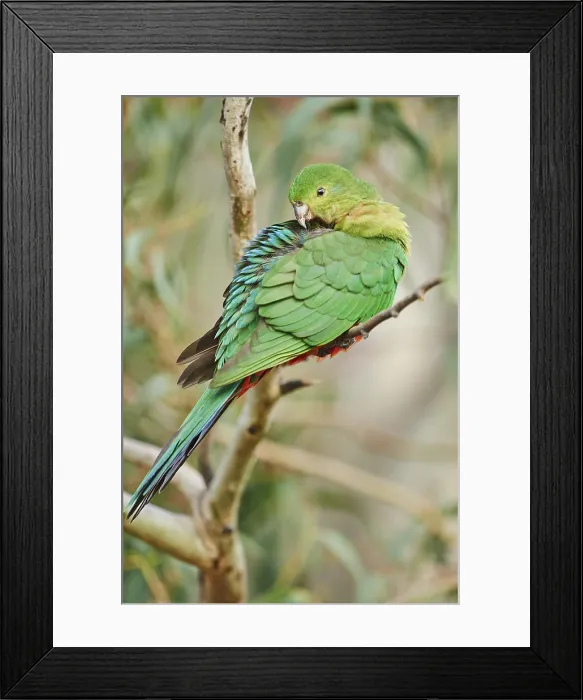 Framed Print : Australian king parrot (Alisterus scapularis)