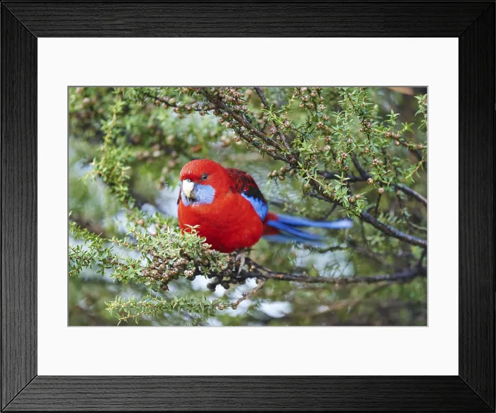 Framed Print : Crimson rosella (Platycercus elegans)