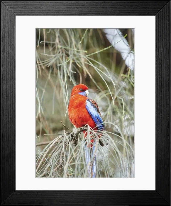 Framed Print : Crimson rosella (Platycercus elegans)