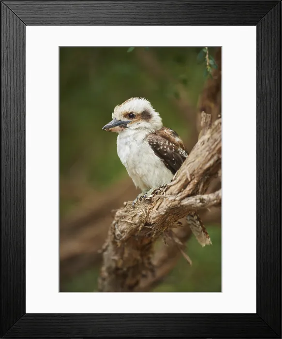 Framed Print : Laughing kookaburra (Dacelo novaeguineae) sitting on a branch