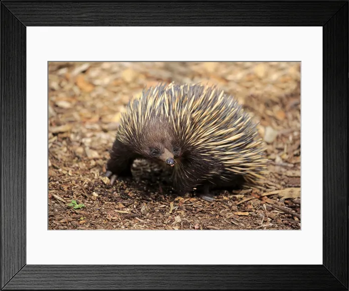 Framed Print : Short-beaked echidna (Tachyglossus aculeatus)