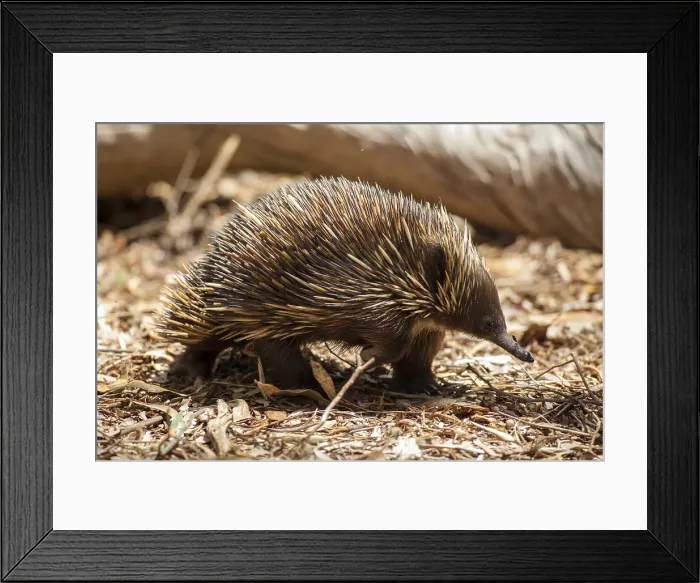 Framed Print : Short-beaked echidna (Tachyglossus aculeatus) Framed Print : Short-beaked echidna (Tachyglossus aculeatus)