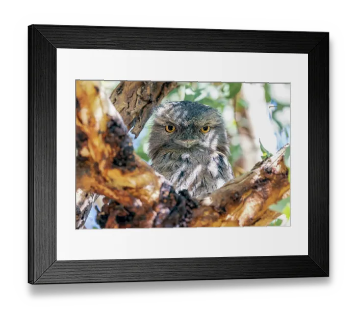 Framed Print : Tawny Frogmouth sitting on a tree branch (Podargus Strigoides)