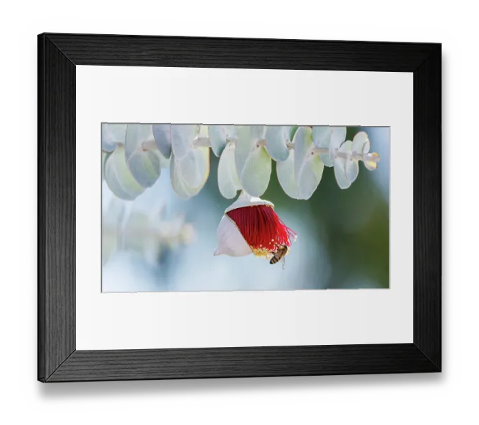 Framed Print : Red and Yellow Eucalyptus Gum Blossom - Eucalyptus macrocarpa, commonly known as mottlecah