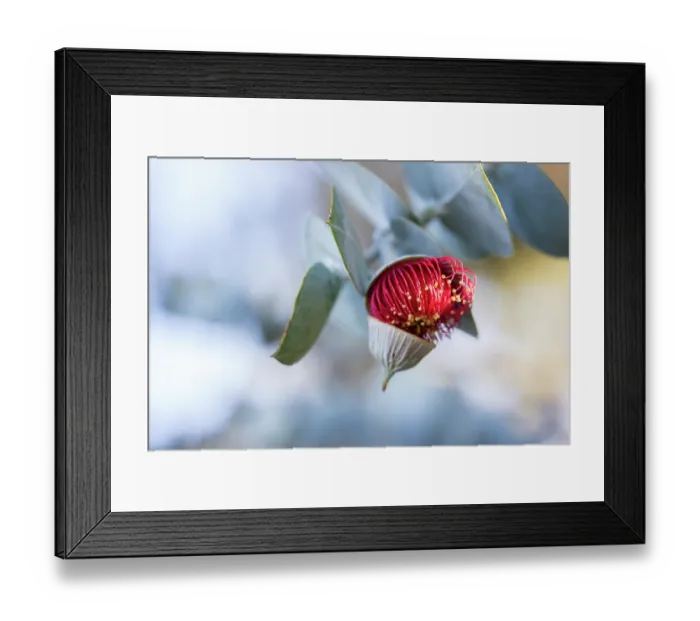 Framed Print : Pink flowering gum tree blossom - Perth, Western Australia Framed Print : Pink flowering gum tree blossom - Perth, Western Australia