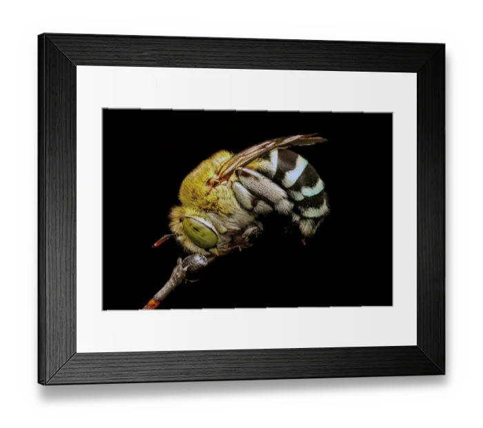Framed Print : Blue Banded Bee resting for the night - Amegilla cingulata