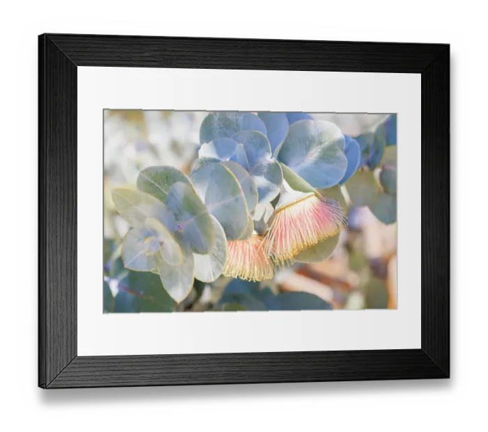 Framed Print : Pink & Yellow Eucalyptus Gum Blossom Framed Print : Pink & Yellow Eucalyptus Gum Blossom