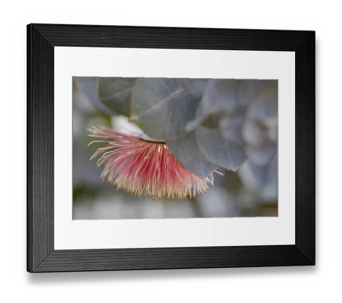 Framed Print : Flowering gum tree blossom - Perth, Western Australia