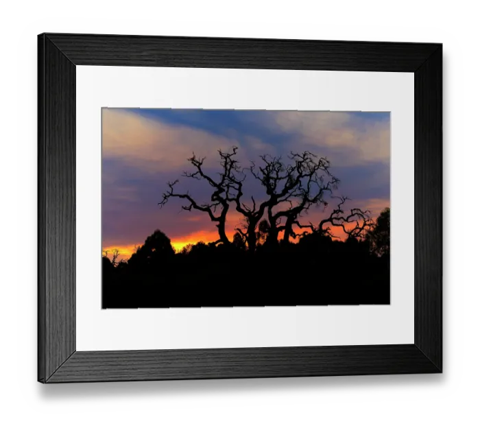 Framed Print : Silhouette of a dead tree in front of a colourful sunset