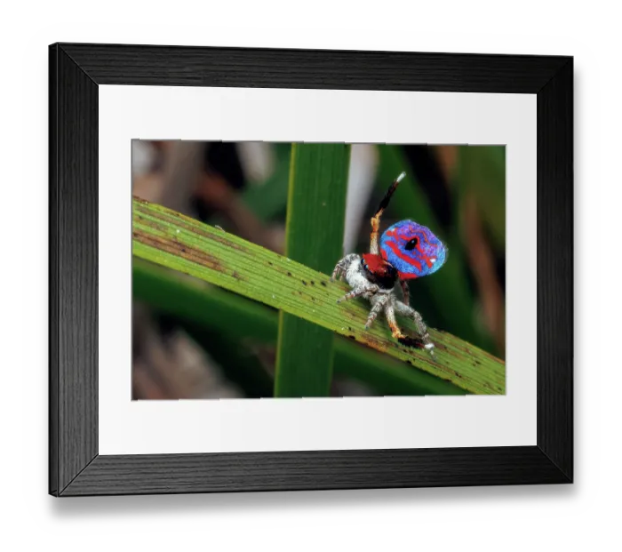 Framed Print : Dancing Male Peacock Spider (Maratus gemmifer)