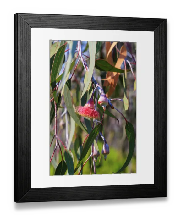 Framed Print : Pink flowering gum tree blossom - Perth, Western Australia Framed Print : Pink flowering gum tree blossom - Perth, Western Australia